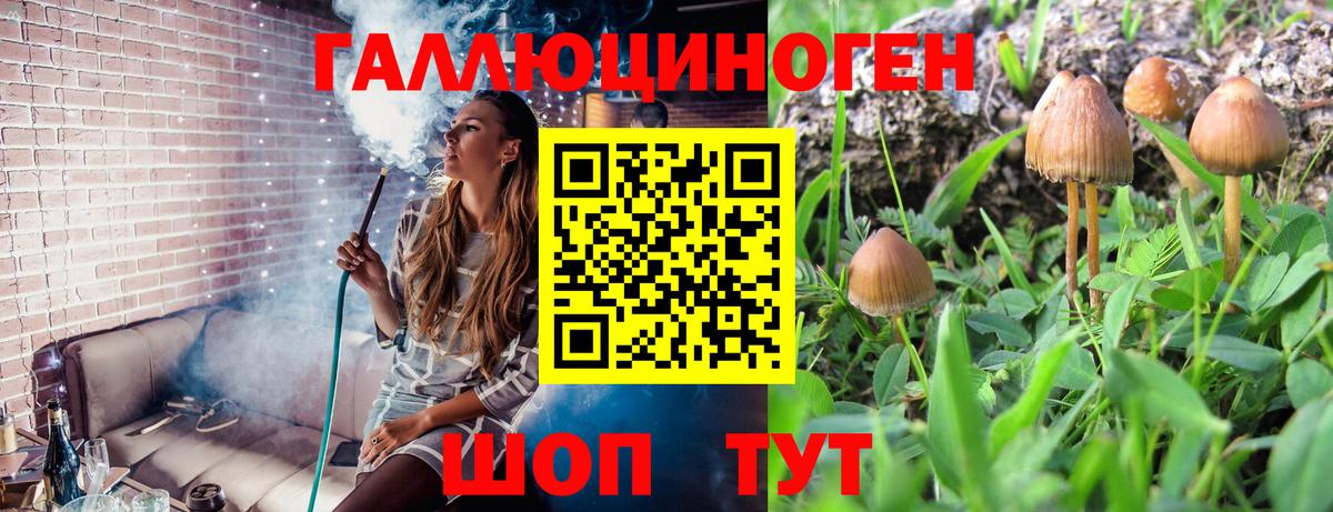 Галлюциногенные грибы MAGIC MUSHROOMS  закладка  Вход с VPN  Долгопрудный  Псилоцибиновые грибы Psilocybe 